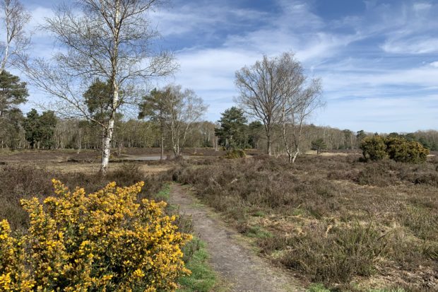 Attractive photo of open heathland at Sheet's Heath