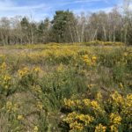 Photo of yellow gorse in bloom, it's low-growing gorse, ideal for ground-nesting birds