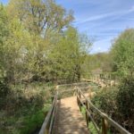 Photo of another boardwalk winding through woodland.