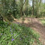 Photo of bluebells in the woodland.