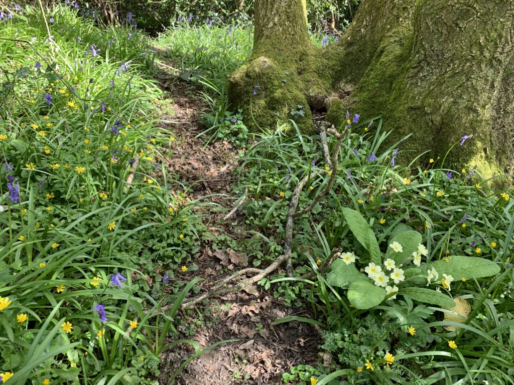 Photo of spring flowers including primroses, lesser celendines and bluebells.