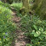 Photo of spring flowers including primroses, lesser celendines and bluebells.