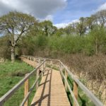 Photo of a boardwalk across damp ground. Goes past an attractive oak tree.