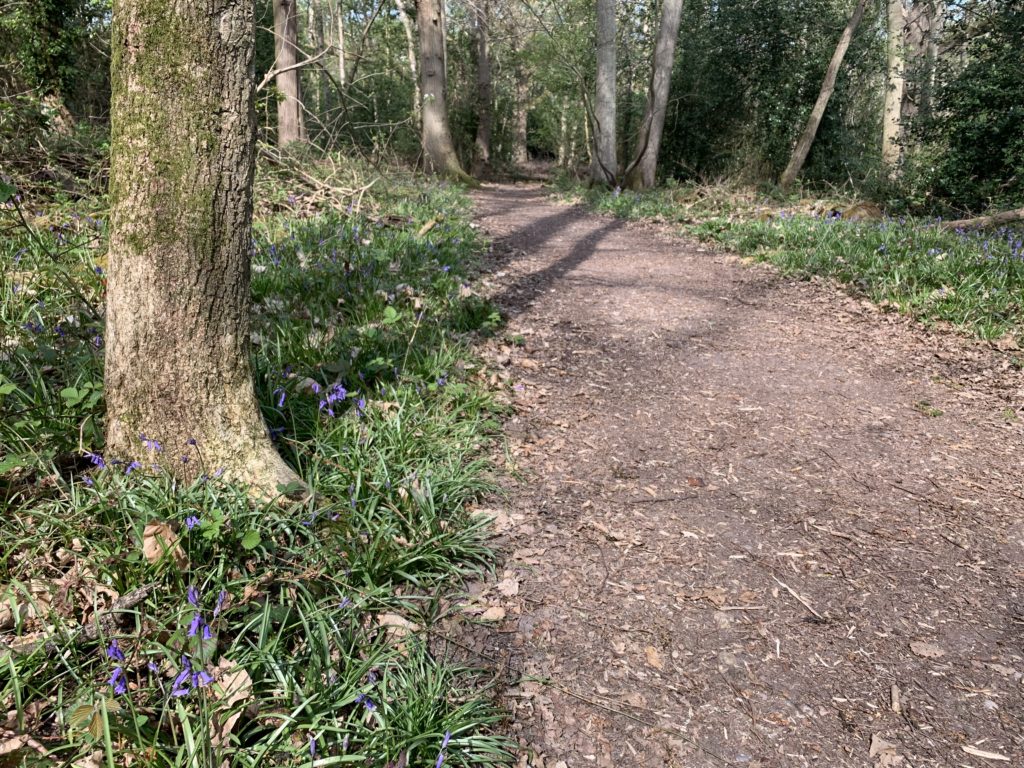 Photo of bluebells along a path at Rowhill Nature Reserve