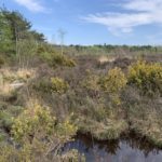 Photo of a mosaic of habitats including wet and dry heath, gorse and a pond