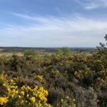 Far reaching view across an open landscape, with gorse and scrub in the foreground