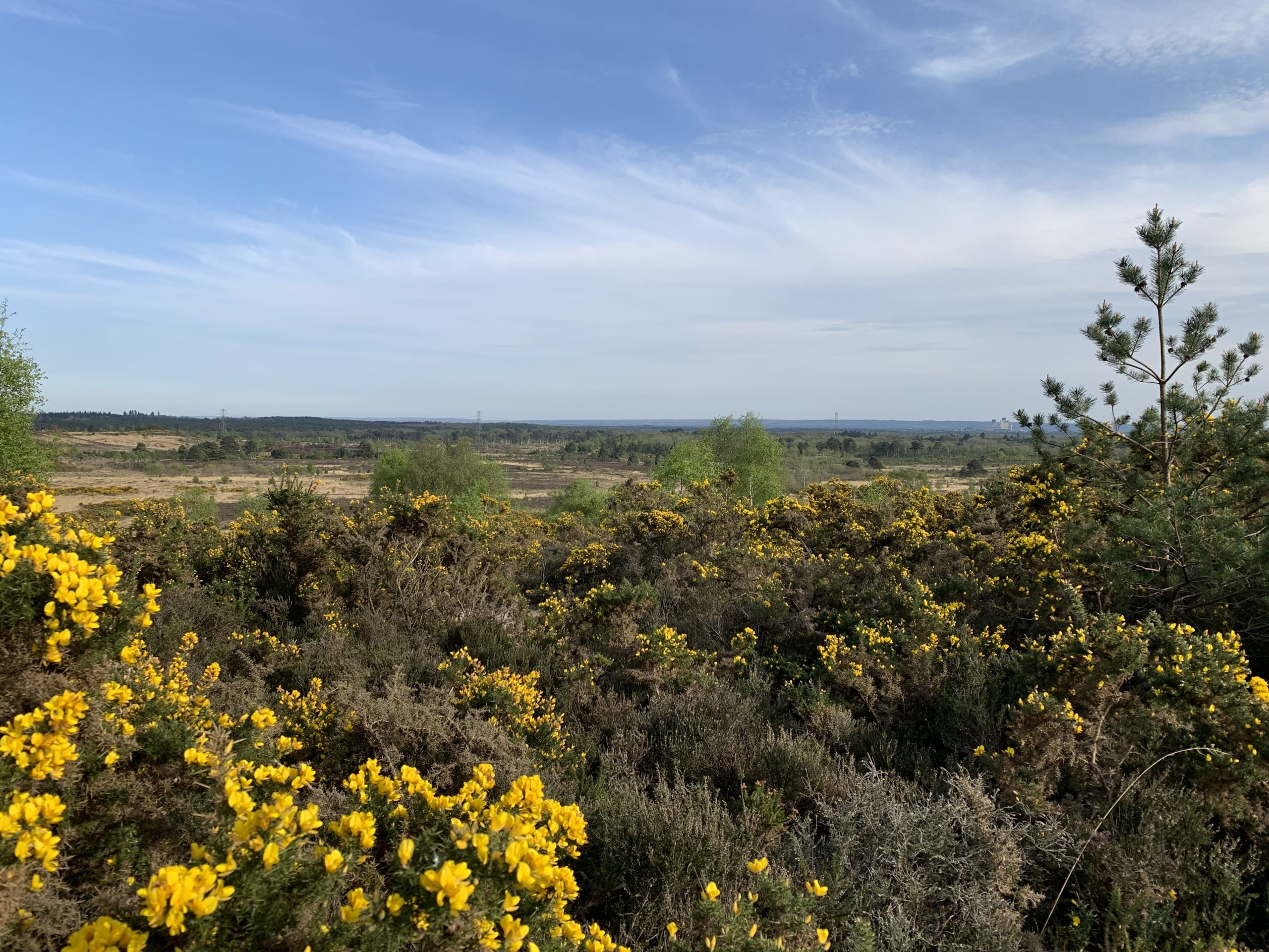 Far reaching view across an open landscape, with gorse and scrub in the foreground