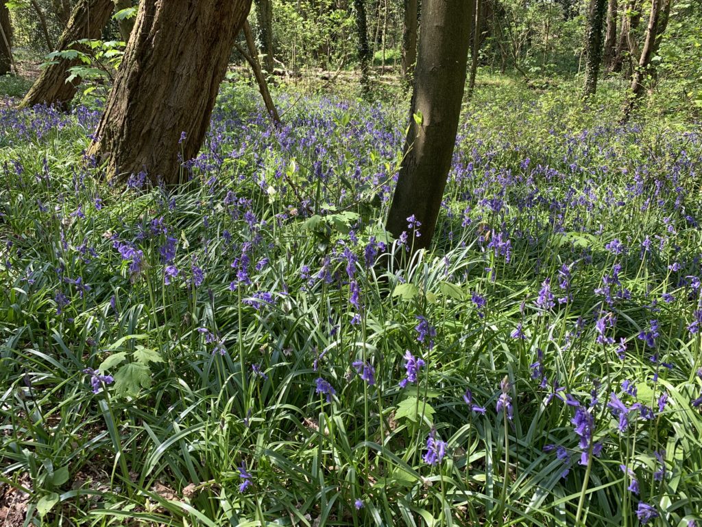 Photo of a sea of bluebells through open woodland at Ambarrow Court