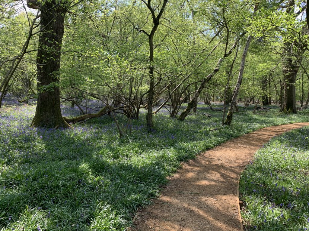 Photo of a sea of bluebells and a path snaking through open woodland at Big Wood