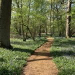 Photo of a pretty scene, with bluebells in flower