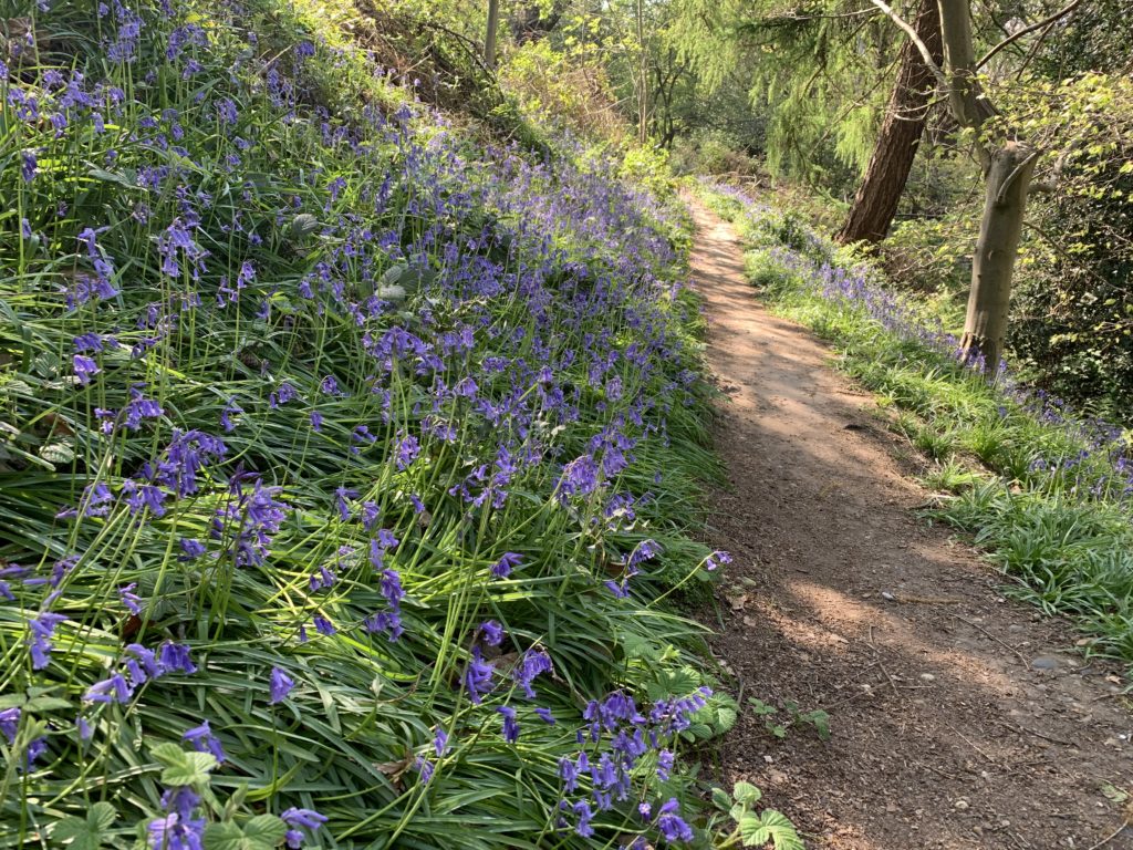 Photo of bluebells lining a bank beside a small path at St. Ann's Hill
