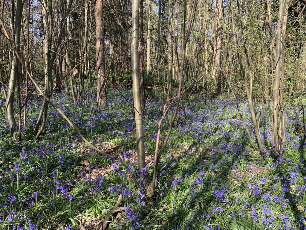 Photo of a sea of bluebells through open woodland at Chantry Wood