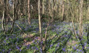 Photo of a sea of bluebells through open woodland at Chantry Wood
