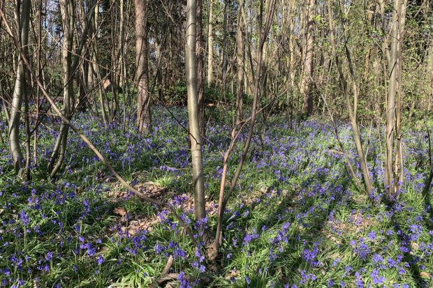 Photo of a sea of bluebells through open woodland at Chantry Wood