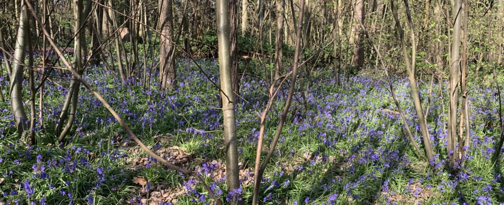 Photo of a sea of bluebells through open woodland at Chantry Wood