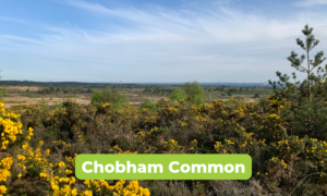 Far reaching view across an open landscape, with gorse and scrub in the foreground