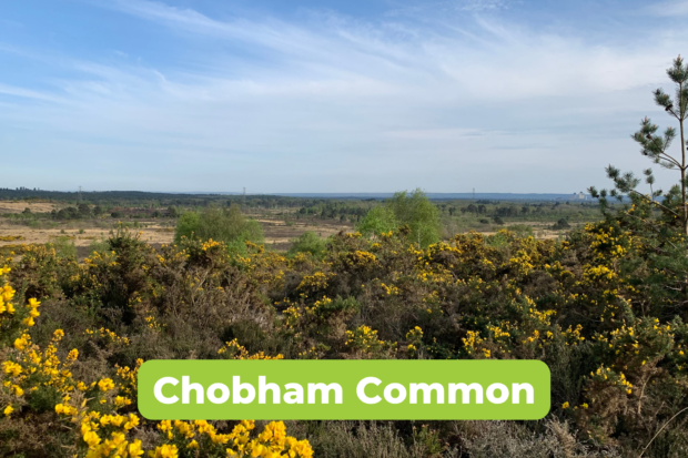 Far reaching view across an open landscape, with gorse and scrub in the foreground