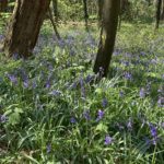 Photograph of spring bluebells running through the woodland