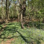 Photo of bluebells in a woodland