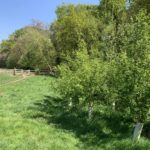 Photo of a path leading to a gate, with fresh green leaves on the trees