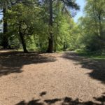 Photo of woodland with shadows across bare ground