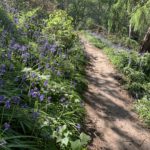 Photo of a small path through a display of bluebells