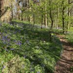 Photo showing the woods filled with bluebells