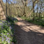 Photo showing a path lined with bluebells