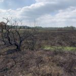 Photo of a scorched landscape with blackened vegetation.