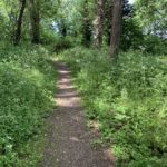 Photo of a woodland path.