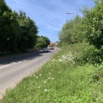 Photo of flowers on the verges of the main road.