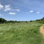 Photo of paths leading across a lovely wildflower meadow.