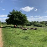 Photo of cattle grazing.