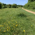 Photo of a meadow full of yellow buttercups.