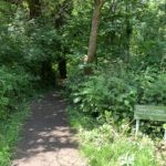 Photo of a path leading into a woodland.