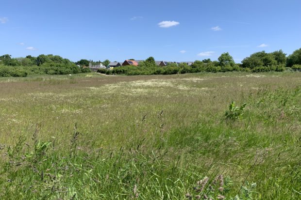 Photo of sweeping expanse of wildflower meadow