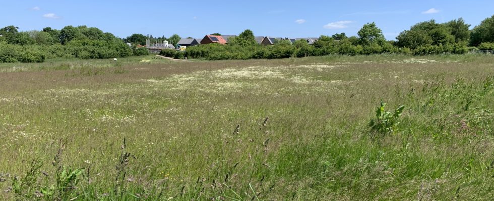 Photo of sweeping expanse of wildflower meadow