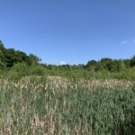 Photo of the reed bed in summer.