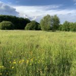 Photo of a meadow, with lots of yellow buttercups in flower.