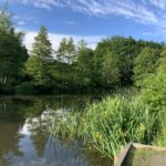 Photo of a pretty pond with yellow flag iris in bloom.