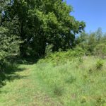 Photo of a mown path through longer grass with large oak tree.