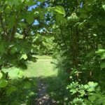 Photo of hazel trees making an arch with gravel path beyond.