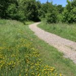 Photo of a gravel path with trees and grass either side, and yellow buttercups in flower.