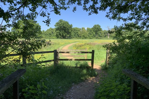 Photo taken from the woodland, looking out to a meadow.