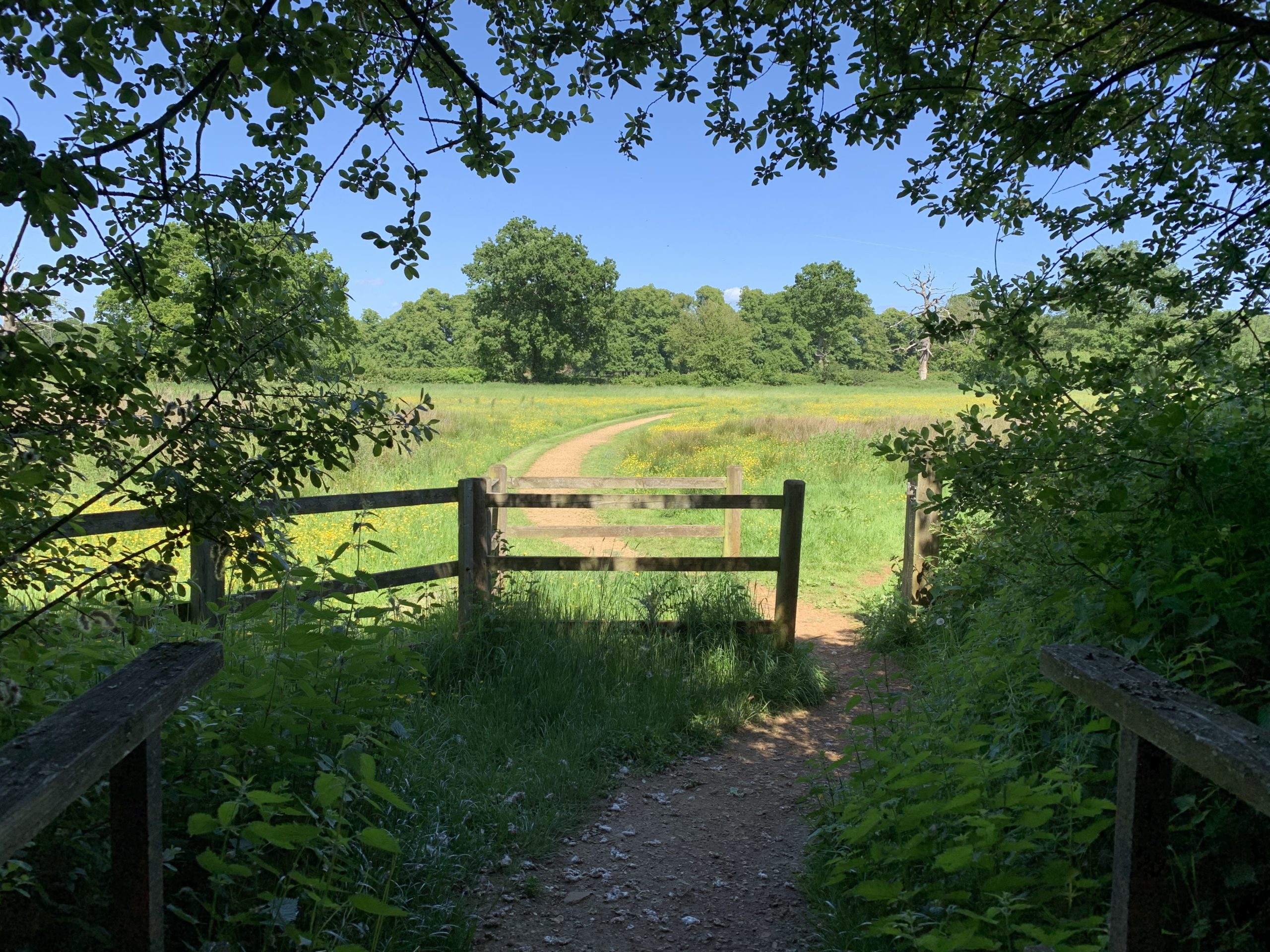 Rooks Nest Wood Thames Basin Heaths