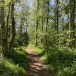 Photo of a shady woodland footpath.