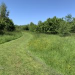 Photo of a mown path through longer grass.