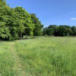 Photo of a meadow lined with trees.