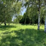 Photo of birch trees.