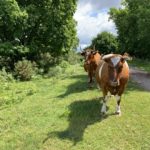 Photo of two of two horned cattle that graze the site.